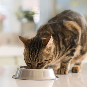 Can You Put Catnip In Your Cat’s Food?