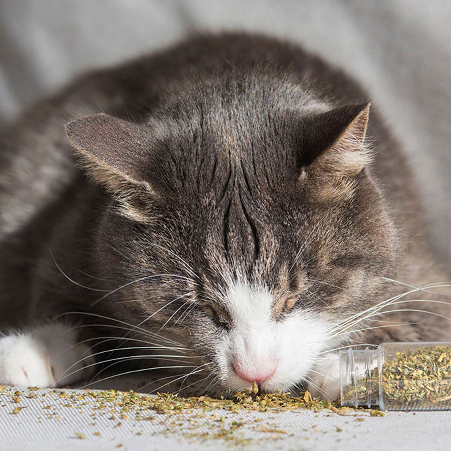 What Are The Actual Ingredients in Catnip? What Are The Actual Ingredients in Catnip?