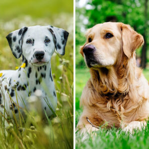 Dalmatian Golden Retriever Mix