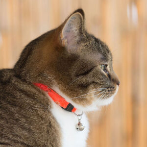 Do Cat Collars Need Bells