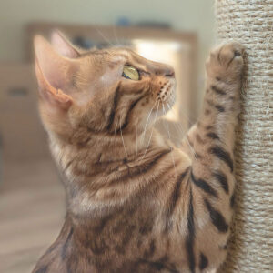 Does A Declawed Cat Need A Scratching Post?