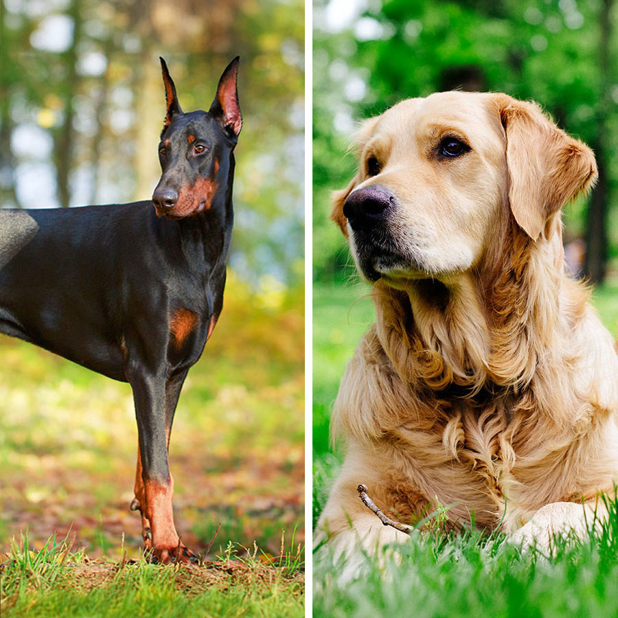 Doberman Pinscher VS Golden Retriever: 19 Differences