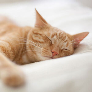 Does Catnip Make Cats Sleepy?