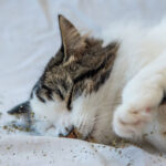 Does Catnip Make Cats Sneeze?