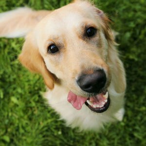 Everything To Know About Female Golden Retrievers