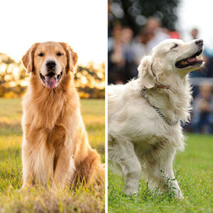 Field Golden Retriever VS Show Golden Retriever