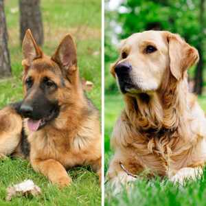 German Shepherd Golden Retriever Mix