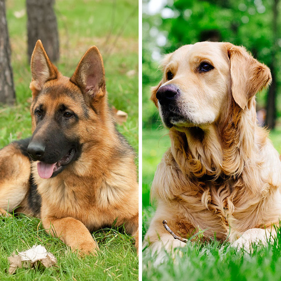 German Shepherd VS Golden Retriever: 19 Differences