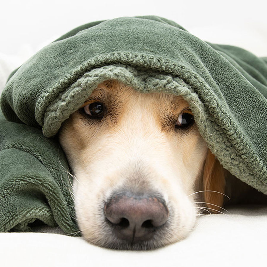 Golden Retriever Anxiety: Symptoms, Causes, Treatment