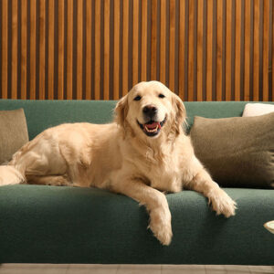 Are Golden Retrievers Good Apartment Dogs?