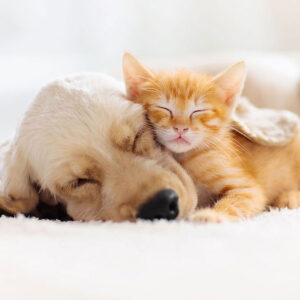 Are Golden Retrievers Good With Cats?