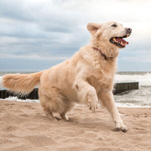 10 Golden Retriever Characteristics