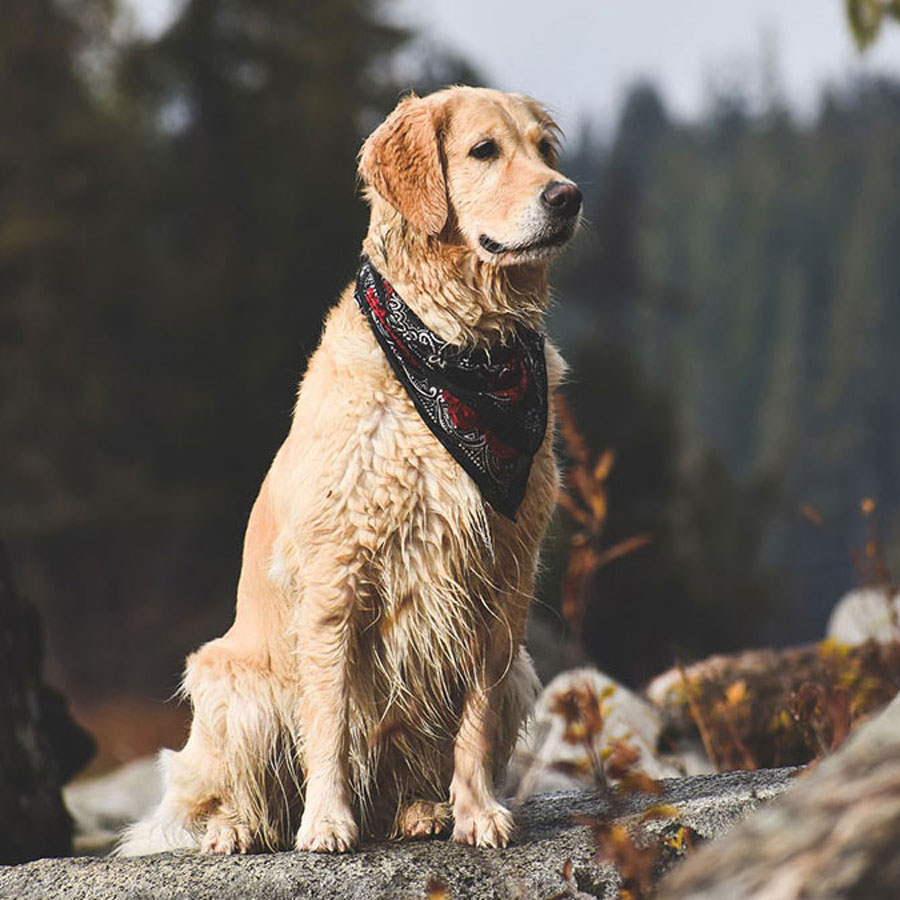 All 3 Golden Retriever Colors (and 2 Fakes)