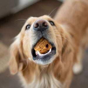 Golden Retriever Diet