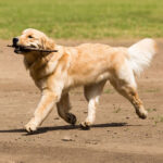 Are Golden Retrievers Easy To Train?