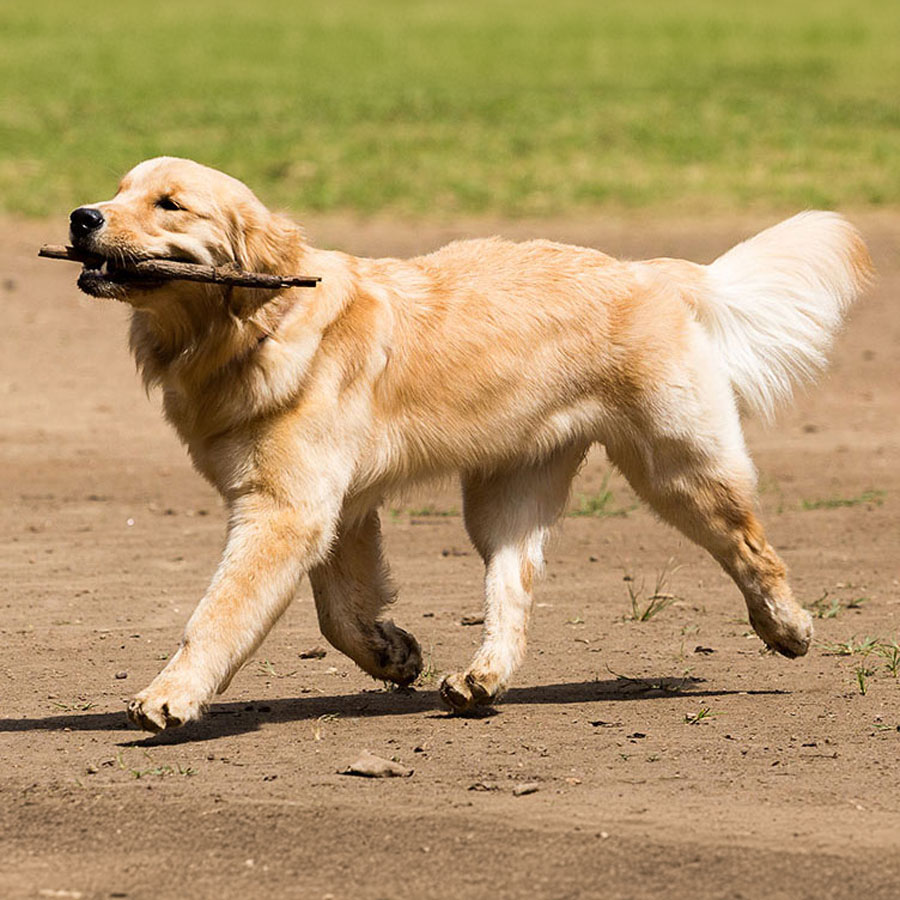 Are Golden Retrievers Easy To Train?