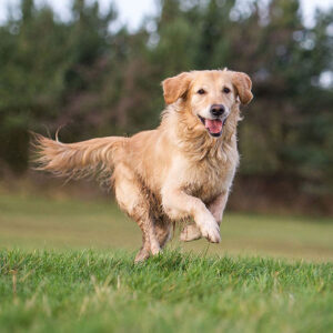 Golden Retriever Exercise Needs