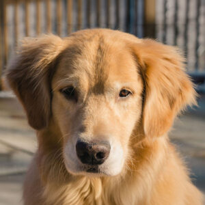 25 Mind-Blowing Golden Retriever Facts