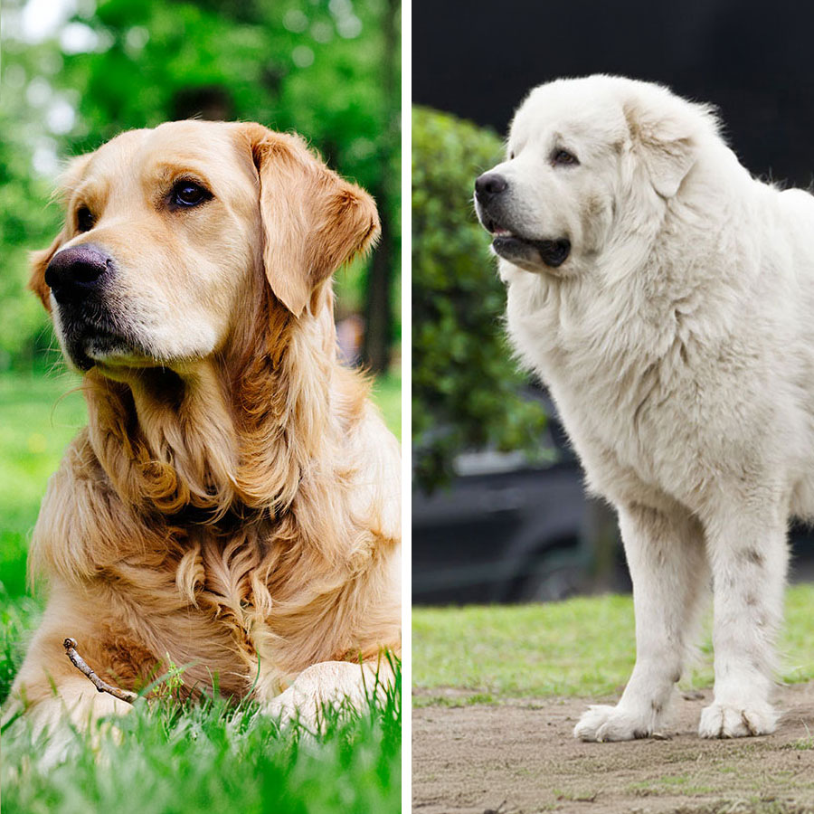 Golden Retriever Great Pyrenees Mix