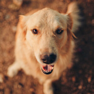 Golden Retriever Average Height (Puppy to Adult)