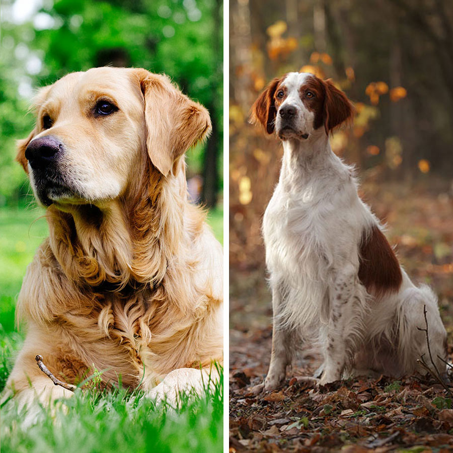 Golden Retriever Irish Setter Mix