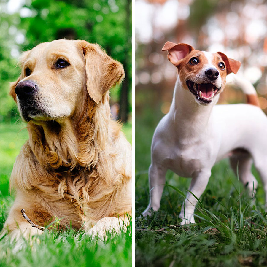 Golden Retriever Jack Russell Terrier Mix