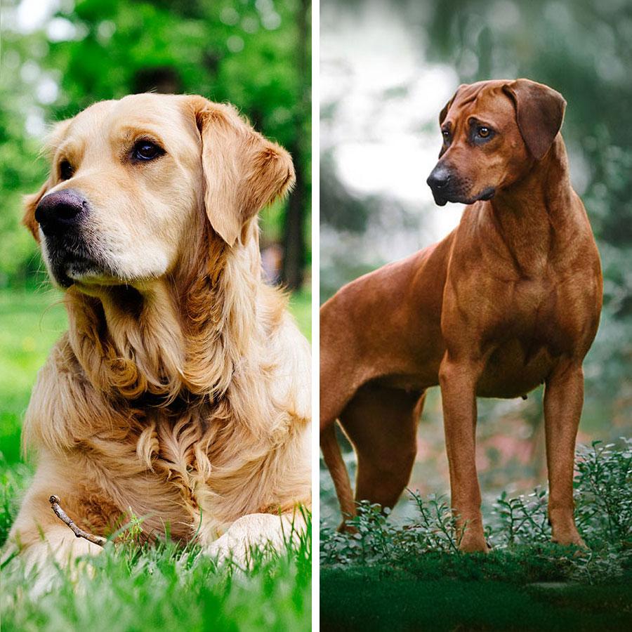 Golden Retriever Rhodesian Ridgeback Mix