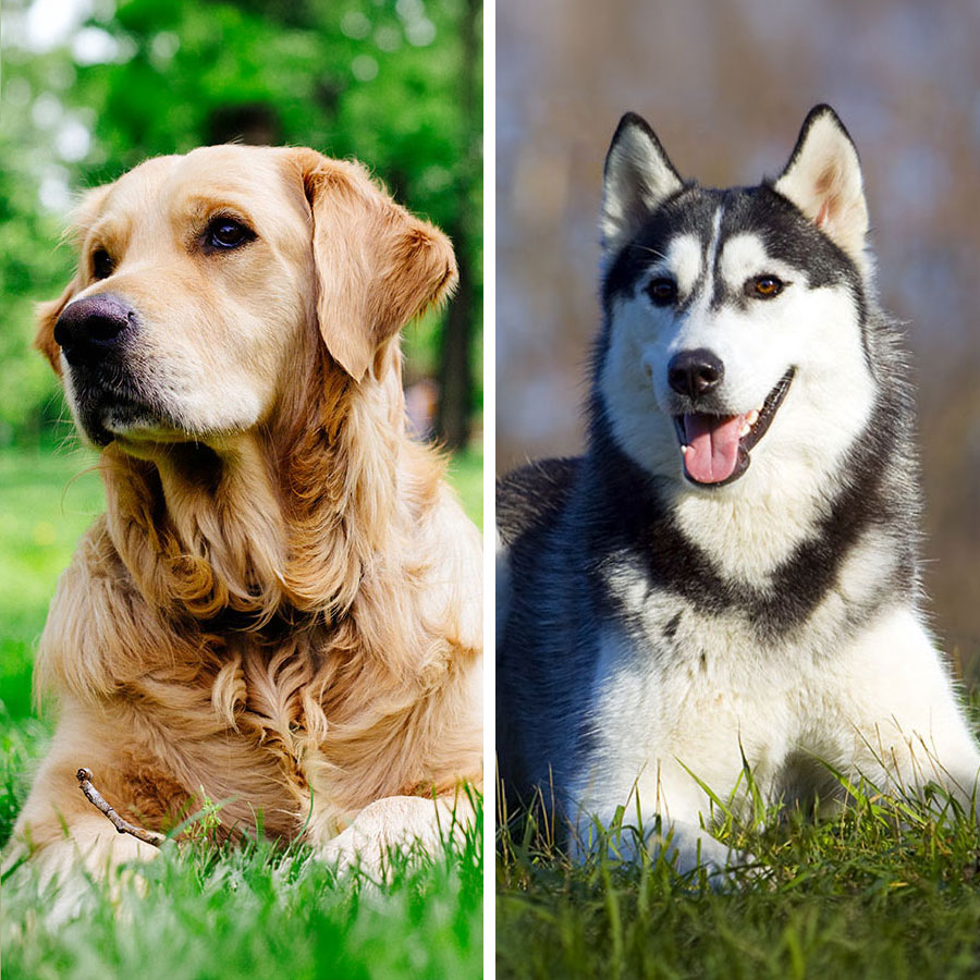 Golden Retriever Siberian Husky Mix Golden Retriever Siberian Husky Mix