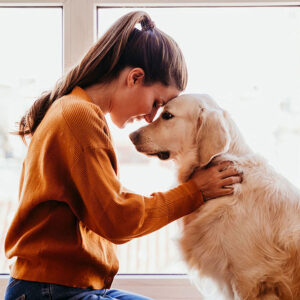 Golden Retriever Therapy Dog