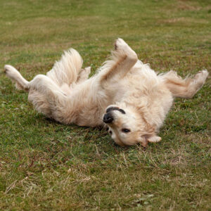 11 Golden Retriever Tricks (Actually Easy To Learn)