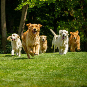 5 Types Of Golden Retrievers (Explained)