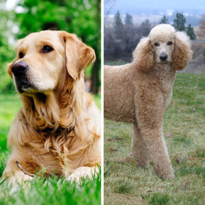 Golden Retriever VS Poodle: 19 Differences