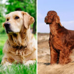 Golden Retriever VS Red Setter: 19 Differences