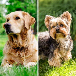 Golden Retriever VS Yorkshire Terrier: 19 Differences