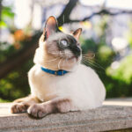 How Big Should A Cat Collar Be?