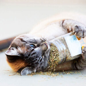 How Long Does Catnip Last? (Does It Expire?)