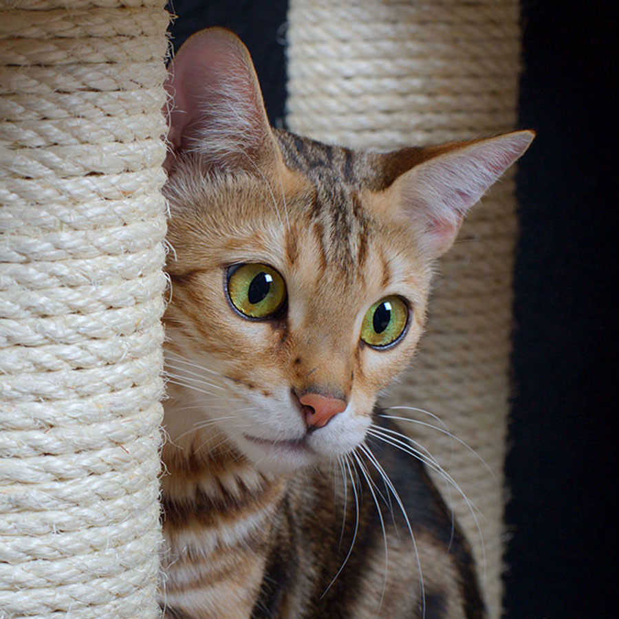 How Much Sisal Rope Do You Need For A Scratching Post?