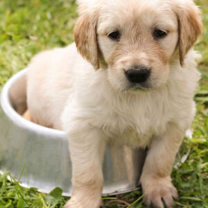 How Much To Feed Golden Retriever Puppy