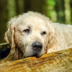 How Often To Bathe a Golden Retriever?