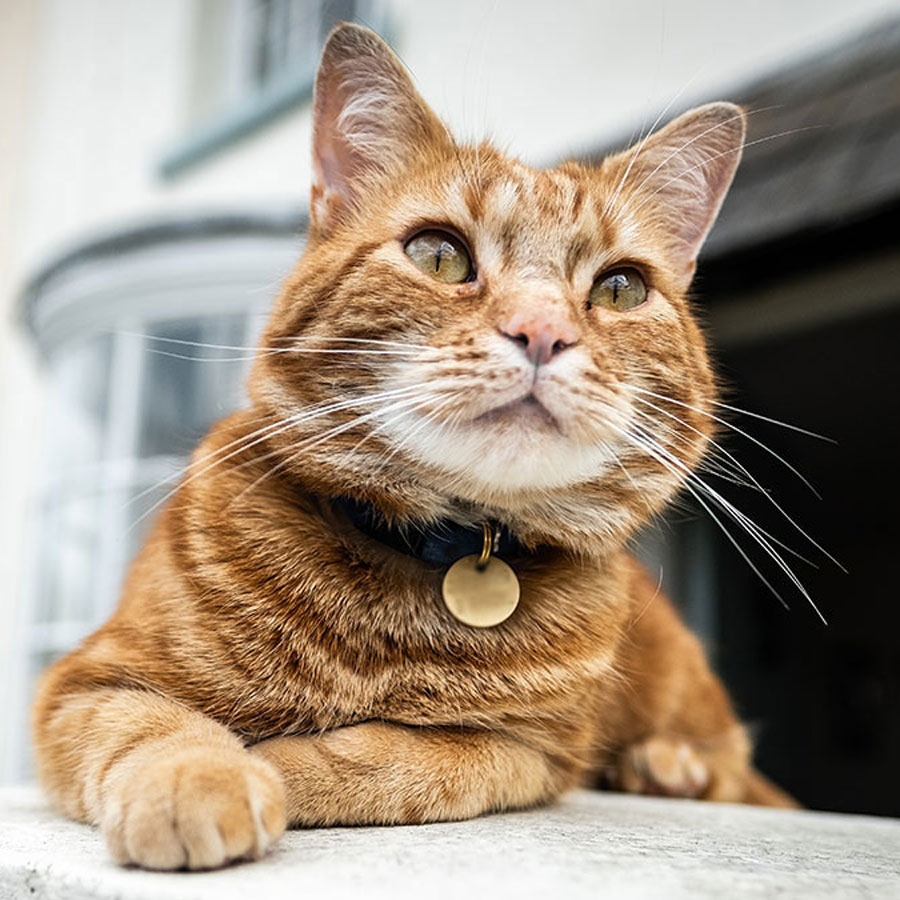 How Often Should You Change A Cat’s Collar?