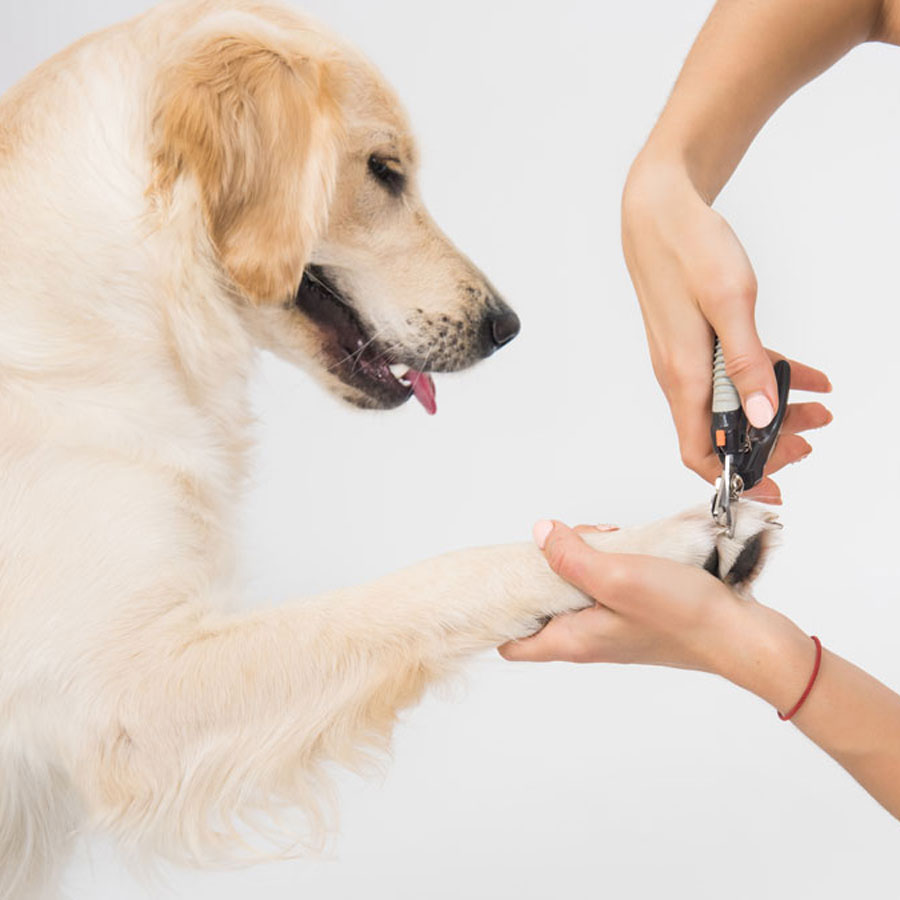 How Often To Groom a Golden Retriever? How Often To Groom a Golden Retriever?