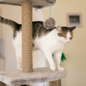 How To Clean Disinfect Used Cat Tree