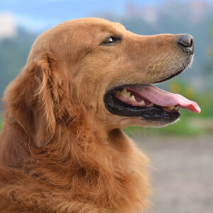 How To Clean Golden Retriever Ears (Step-by-Step Guide)