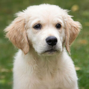 How To Find a Golden Retriever Puppy