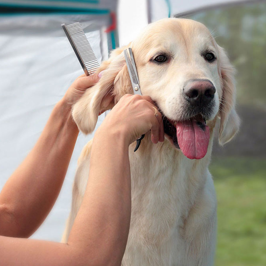 How To Groom Golden Retriever (Step-by-Step Guide)