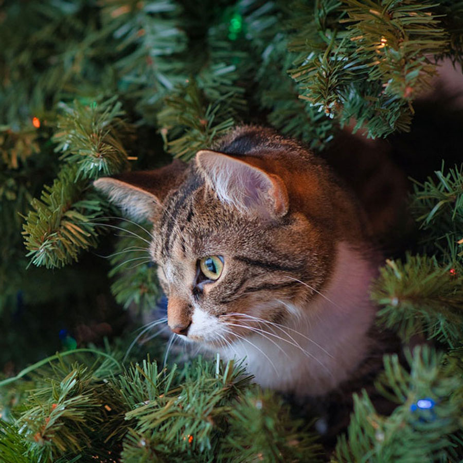 How To Keep Cat Out Of Christmas Tree