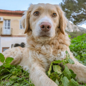 How To Shave Golden Retriever