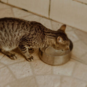 How To Stop Cat From Spilling Water Bowl?