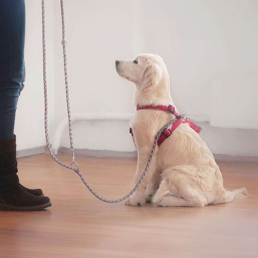 How To Train a Golden Retriever To Stay