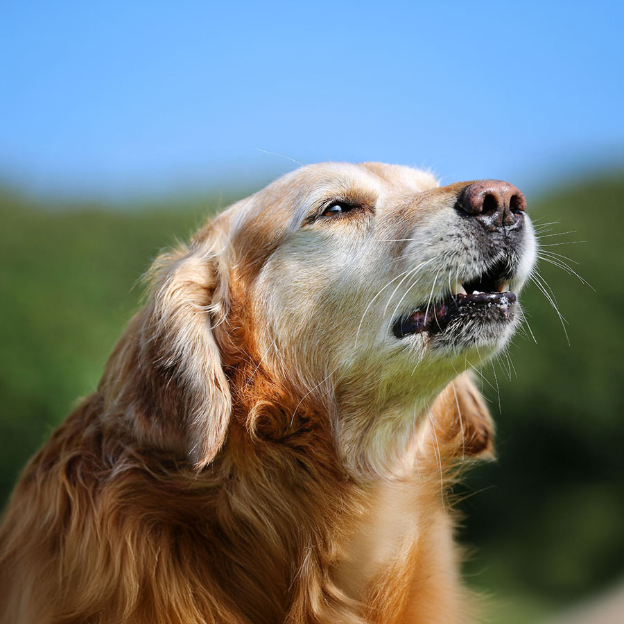 How To Train a Golden Retriever To Stop Barking